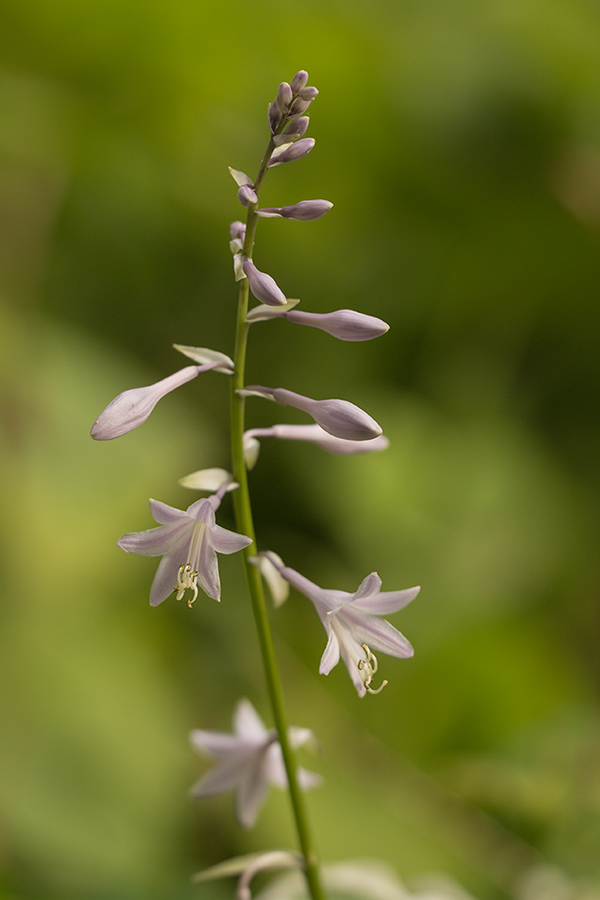 Изображение особи Hosta albomarginata.