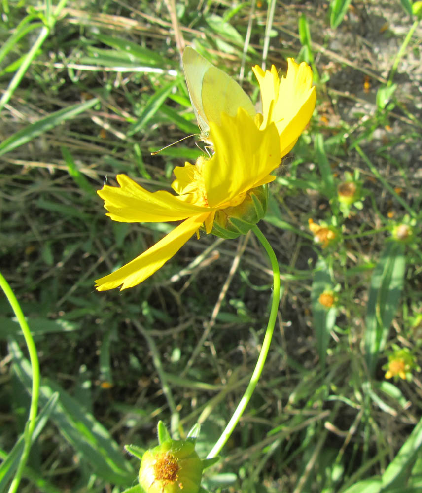 Изображение особи Coreopsis grandiflora.