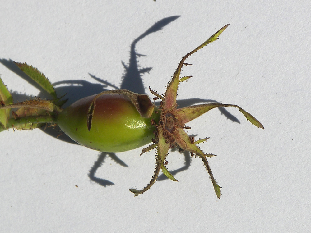 Image of Rosa rubiginosa specimen.