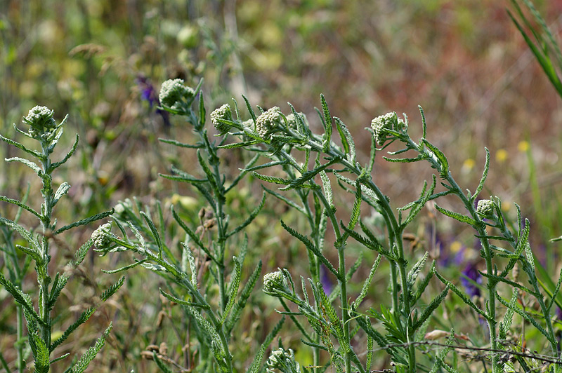 Изображение особи род Achillea.