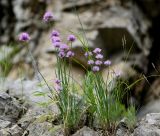 Allium schoenoprasum. Цветущие растения в расщелинах известняка у подножия камня. Пермский край, Чусовской р-н, долина реки Чусовая, камень Красный. 17.07.2014.