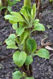 Nicotiana tabacum