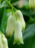 Polygonatum multiflorum. Соцветие. Ленинградская обл., г. Волхов, Октябрьская наб., дачный участок. 06.06.2010.