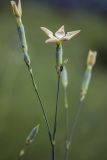 Dianthus elongatus