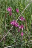 Aquilegia vulgaris