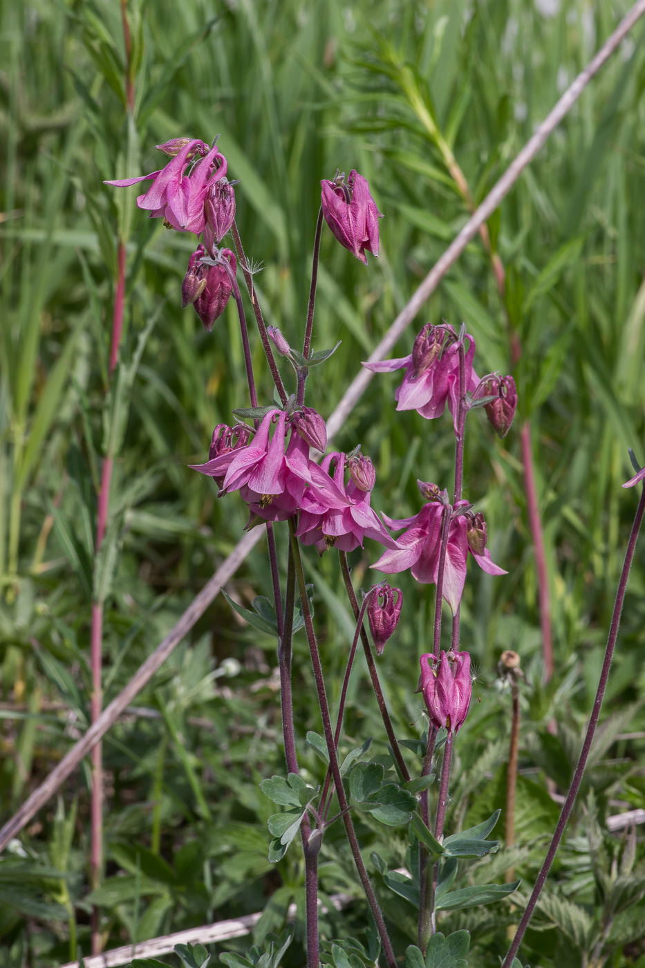 Изображение особи Aquilegia vulgaris.