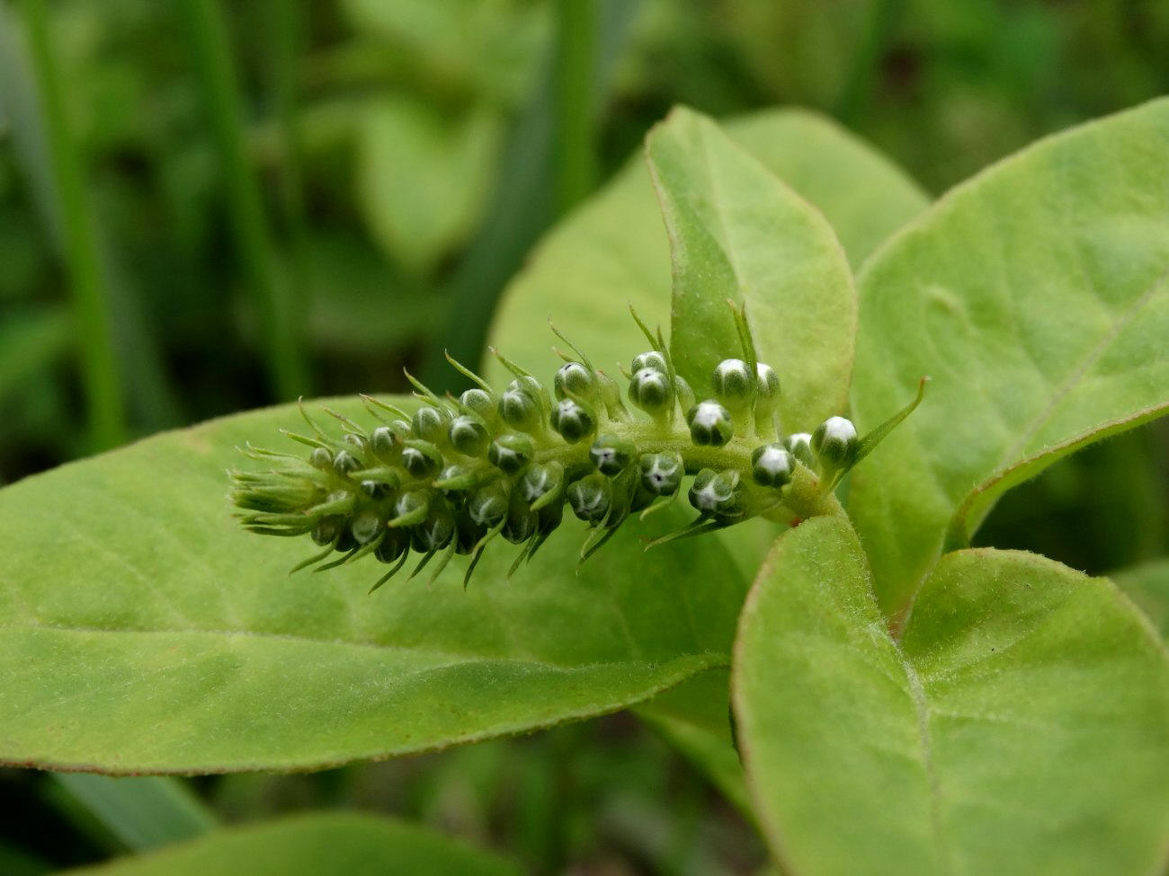 Image of Lysimachia clethroides specimen.