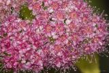 Spiraea japonica