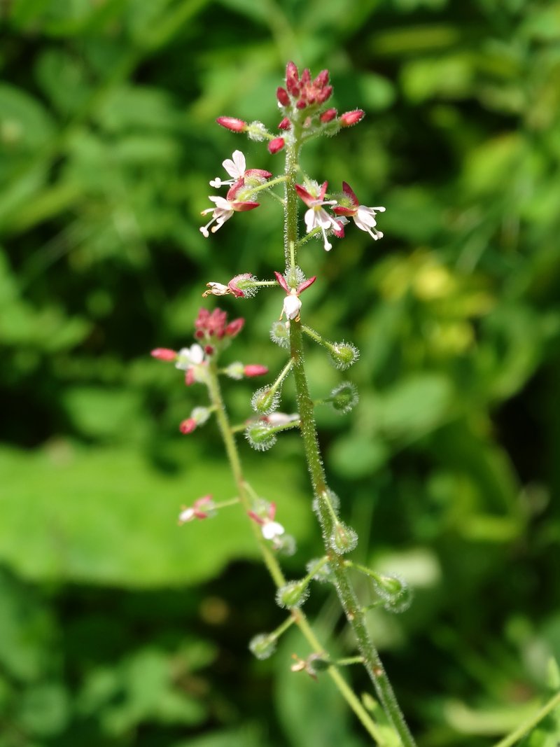 Изображение особи Circaea lutetiana ssp. quadrisulcata.