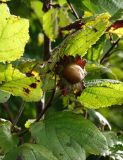 Corylus heterophylla