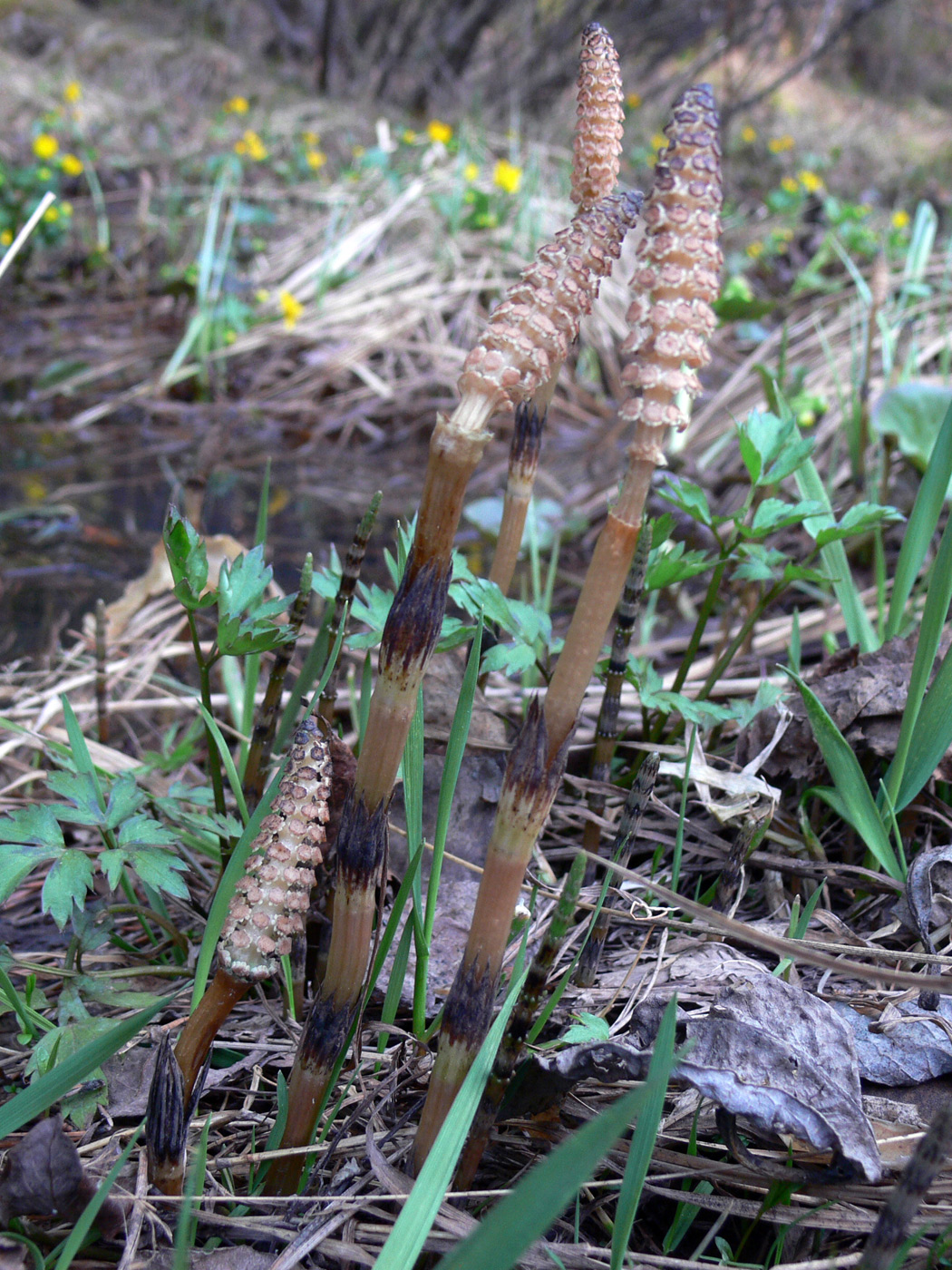 Изображение особи Equisetum arvense.