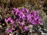 Oxytropis czukotica