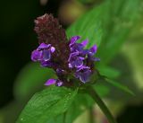 Prunella vulgaris