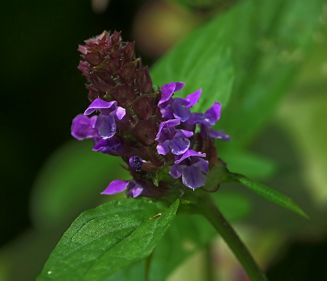 Image of Prunella vulgaris specimen.