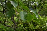 Betula pendula. Верхушка побега. Республика Адыгея, Майкопский р-н, Кавказский биосферный заповедник, восточное подножие горы Фишт, территория туристского приюта \"Фишт\", луг, выс. ок. 1590 м н.у.м. 15.07.2017.