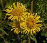 Inula britannica. Соцветия. Пермский край, Кунгурский р-н, долина р. Ирень в р-не урочища Кокуй, правый берег, луг. 22 июля 2017 г.