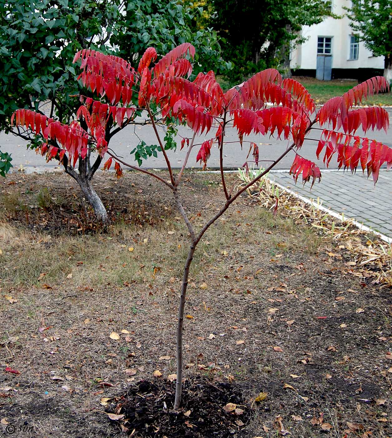 Изображение особи Rhus typhina.