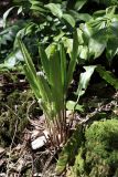 Phyllitis scolopendrium. Вегетирующее растение с молодыми вайями. Краснодарский край, г. Сочи, окр. мкр-на Хоста, тисо-самшитовая роща. 13.04.2013.