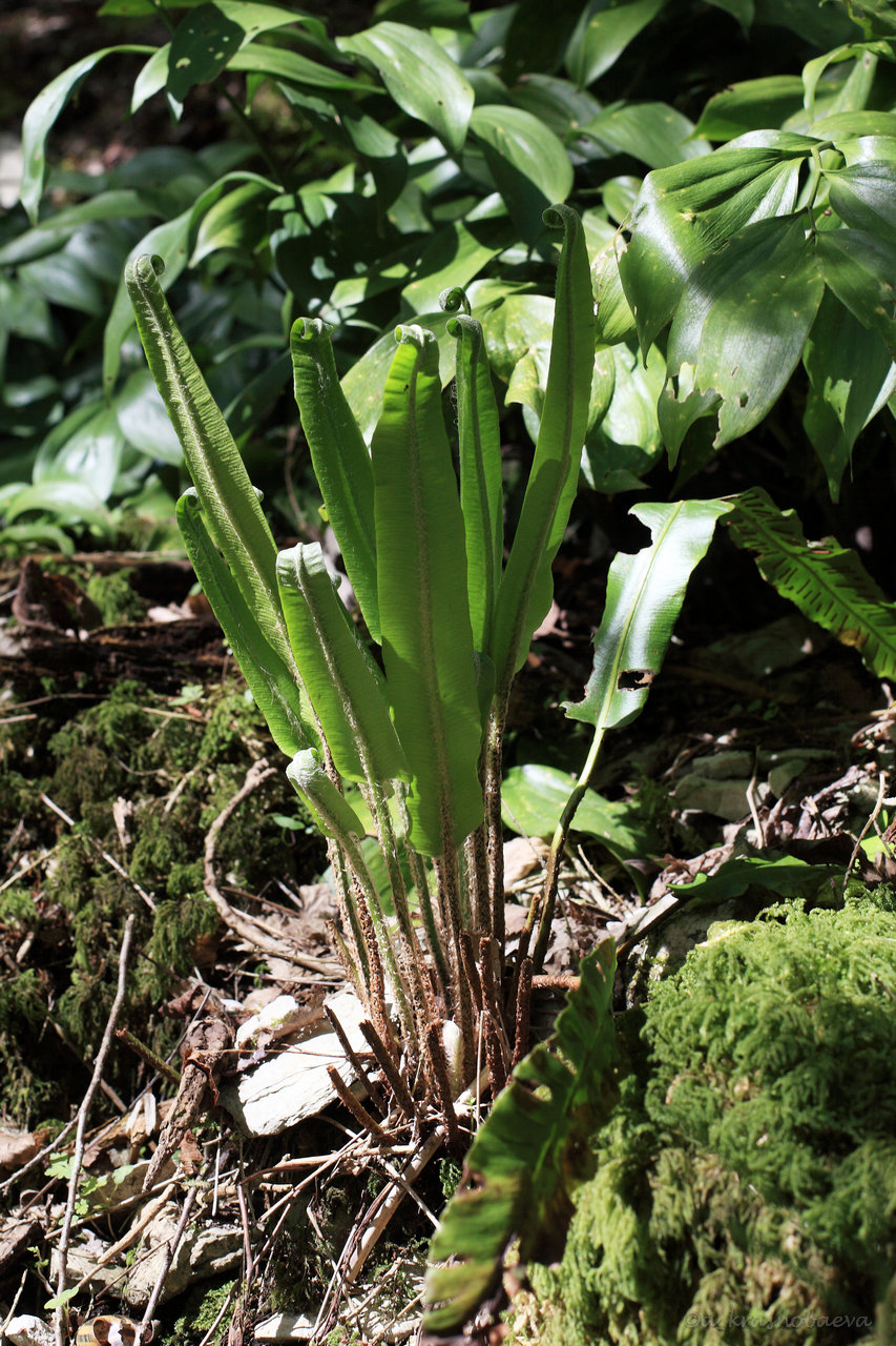 Изображение особи Phyllitis scolopendrium.