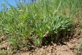 Eryngium campestre. Растение с отрастающими листьями. Краснодарский край, г. Усть-Лабинск, сухой травянистый склон правого берега Кубани. 08.04.2018.