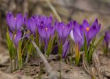 Crocus vernus