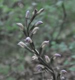Limodorum abortivum. Верхушка соцветия. Грузия, Боржоми-Харагаульский национальный парк, нижняя часть парка, смешанный лес, заброшенная тропа. 24.05.2018.