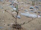 Arabidopsis lyrata