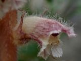 Orobanche pubescens