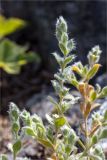 Cerastium alpinum. Верхушки побегов. Кольский п-ов, Кандалакшский берег Белого моря, каменистая коса. 24.07.2018.