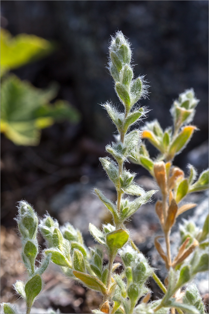 Изображение особи Cerastium alpinum.