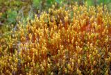 Polytrichum juniperinum