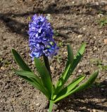 Hyacinthus orientalis