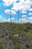 Chondrilla juncea. Цветущее растение. Донецк, террикон. 10.07.2020.