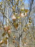 Populus tremula