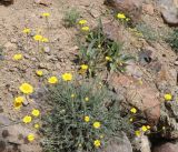 Tanacetum tabrisianum