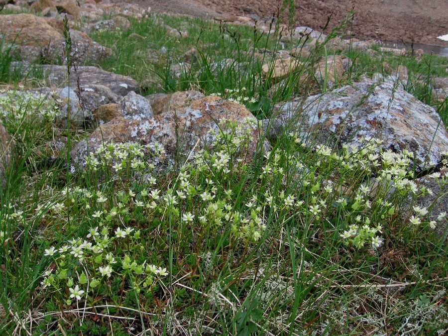 Изображение особи Saxifraga bronchialis.