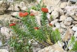 Rhodiola linearifolia. Цветущее растение с кормящимися наездниками. Казахстан, окр. Алматы, Заилийский Алатау, Большое Алмаатинское ущелье, окр. Большого Алмаатинского озера, ≈ 2600 м н.у.м., каменистый склон. 5 июня 2022 г.