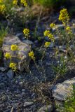 Alyssum trichostachyum