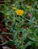 Inula britannica