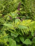 Stachys sylvatica. Верхушка цветущего растения. Московская обл., г. Дубна, лесопарк, смешанный лес. 17.06.2023.