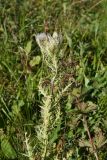 Cirsium obvallatum