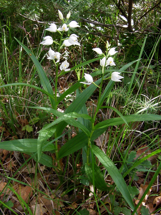 Изображение особи Cephalanthera longifolia.