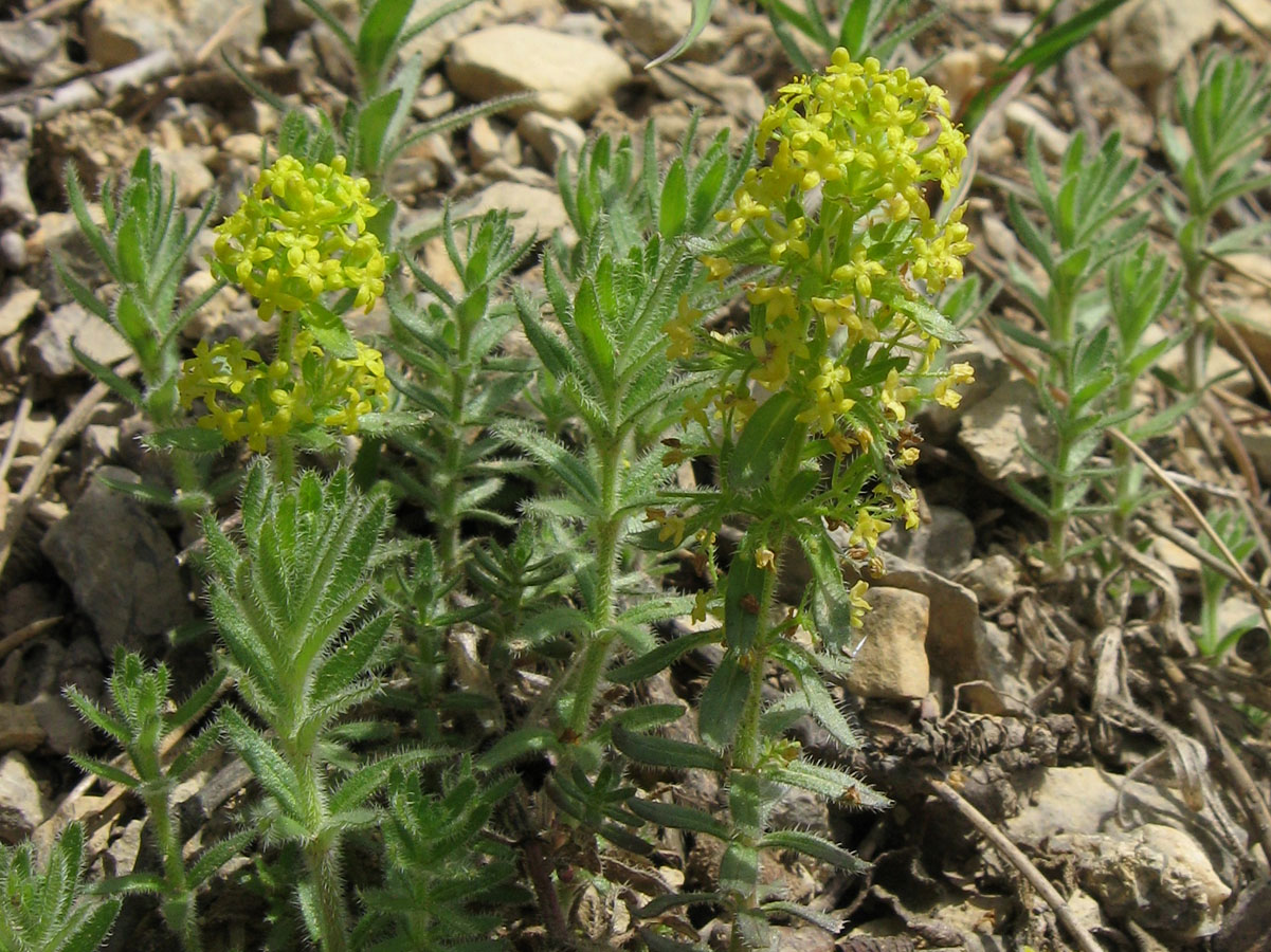 Image of Cruciata taurica specimen.