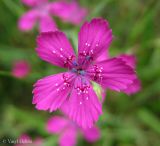 Dianthus deltoides