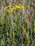 Senecio erucifolius