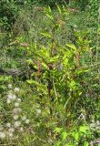 Phytolacca americana