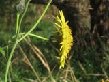 Sonchus arvensis. Соцветие. Украина, г. Запорожье, пос. Солнечный, балка, поросший травой участок между деревьями. 29.09.2012.