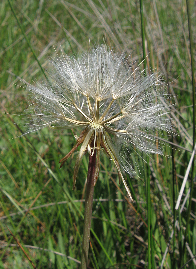 Image of Scorzonera parviflora specimen.