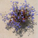 Lobelia erinus