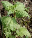 Urtica pilulifera